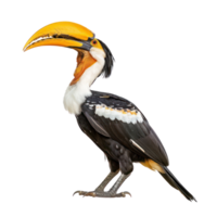 Hornbill side view full body isolate on transparency background png