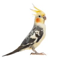 Cockatiel side view full body isolate on transparency background png