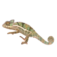 Chameleon side view full body isolate on transparency background png