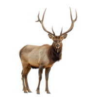 Elk front view full body isolate on transparency background png