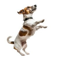 floated dog jumping gesture try to bite something in the air isolate on transparency background png