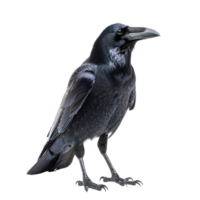 Crow front view full body isolate on transparency background png