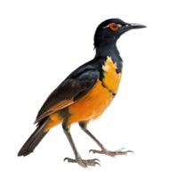Rail bird side view full body isolate on transparency background png
