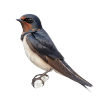 Swallow bird front view full body isolate on transparency background png
