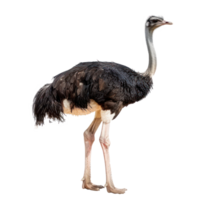 Ostrich side view full body isolate on transparency background png