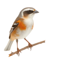 Passerine side view full body isolate on transparency background png