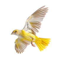 Weaverbird fly full body isolate on transparency background png