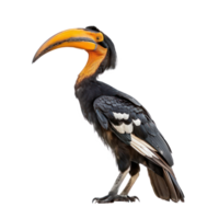 Hornbill front view full body isolate on transparency background png