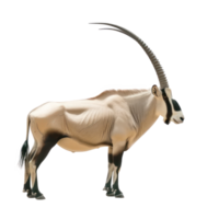 Oryx side view full body isolate on transparency background png