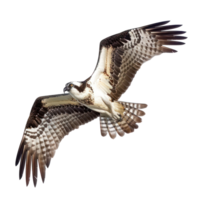 Ospreys bird fly full body isolate on transparency background png