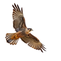 Falcon bird fly full body isolate on transparency background png