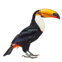Toucan bird side view full body isolate on transparency background png
