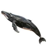 Whale side view full body isolate on transparency background png