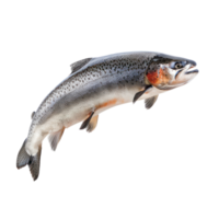 floating raw salmon isolate on transparency background png