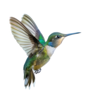 Hummingbird fly full body isolate on transparency background png