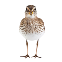 Sandpiper bird front view full body isolate on transparency background png