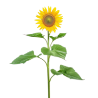 Sunflower front view full length isolate on transparency background png
