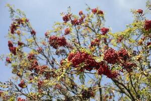 Mountain ash on a branch. Rowan bush. Red berries on a tree. photo