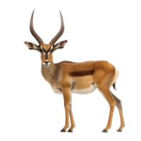 Antelope full body isolate on transparency background png