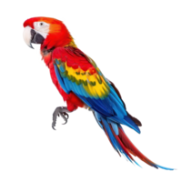 Parrot side view full body isolate on transparency background png
