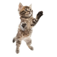 floating full body kitten isolate on transparency background png