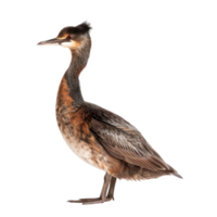 Grebe front view full body isolate on transparency background png