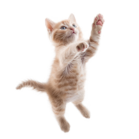 floated kitten jumping gesture try to catch something in the air, isolate on transparency background png