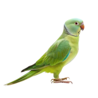 Parakeet side view full body isolate on transparency background png