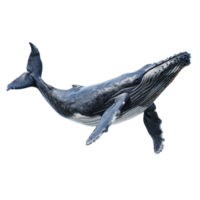 Whale full body isolate on transparency background png