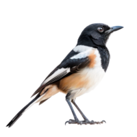 Rallidae bird side view full body isolate on transparency background png
