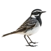 Wagtail bird side view full body isolate on transparency background png