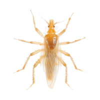 Lice front view full body isolate on transparency background png
