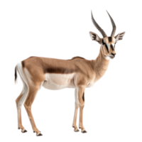 Antelope front view full body isolate on transparency background png