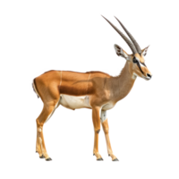 Antelope full body isolate on transparency background png