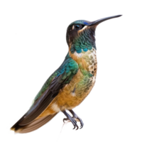 Hummingbird front view full body isolate on transparency background png