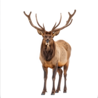 Elk front view full body isolate on transparency background png