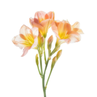 Freesia flower front view full length isolate on transparency background png