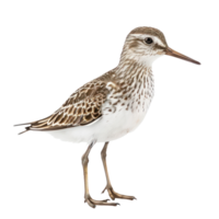 Sandpiper bird side view full body isolate on transparency background png