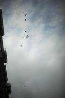 Crows in sky. Flight of birds. Crows fly in evening. photo