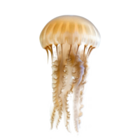 Jellyfish front view full body isolate on transparency background png