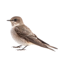 Common swift bird side view full body isolate on transparency background png