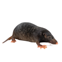 Mole side view full body isolate on transparency background png