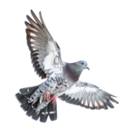 Dove fly full body isolate on transparency background png