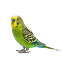 Parakeet side view full body isolate on transparency background png