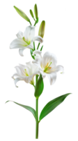 Easter lily branch and flower isolate on transparency background png