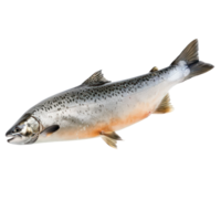 floating raw salmon isolate on transparency background png