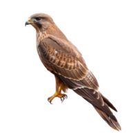 Kite bird side view full body isolate on transparency background png