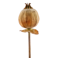 Poppy flower front view full length isolate on transparency background png