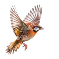 Partridge bird fly full body isolate on transparency background png
