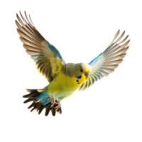 Budgerigar bird fly full body isolate on transparency background png
